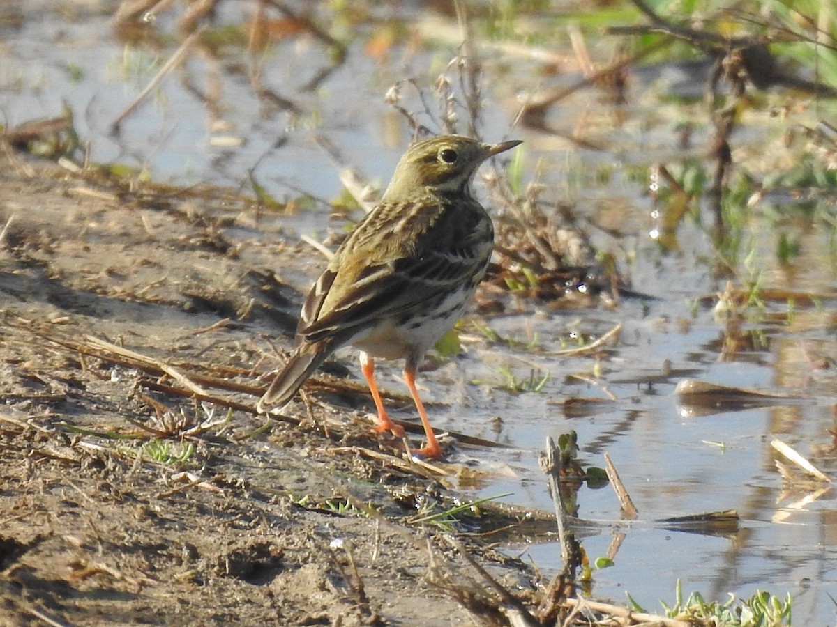 Meadow Pipit - ML646940020
