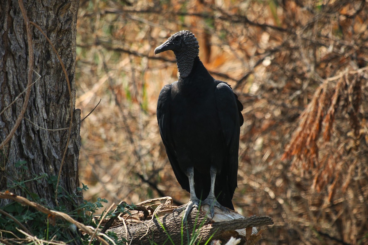 kondor havranovitý - ML646940023