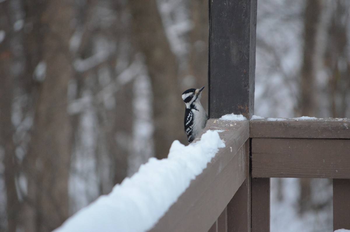 Hairy Woodpecker - ML646940037