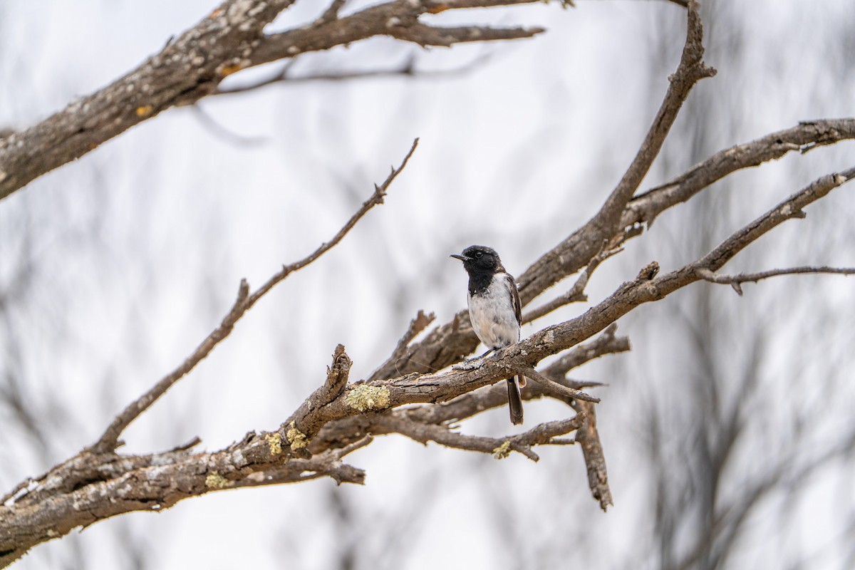 Hooded Robin - ML646940044
