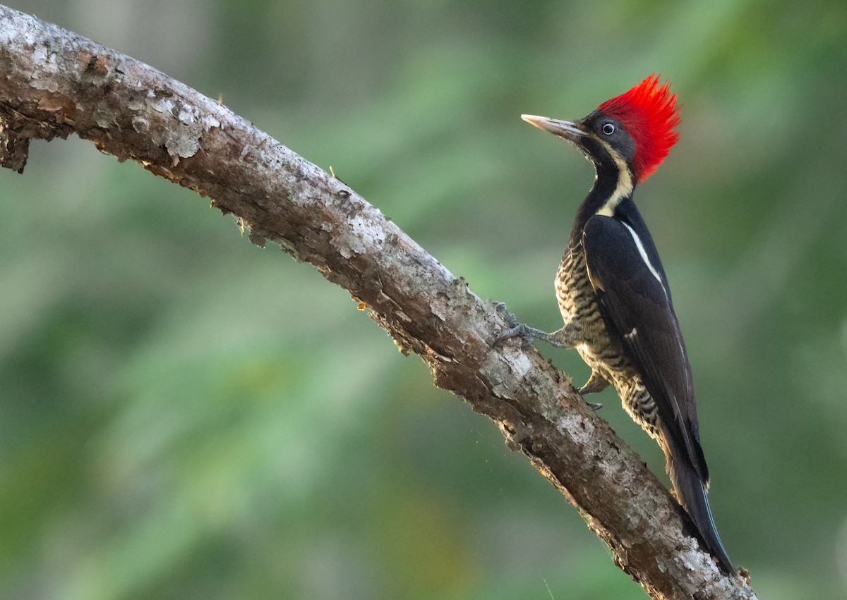 Lineated Woodpecker (Lineated) - ML646940048