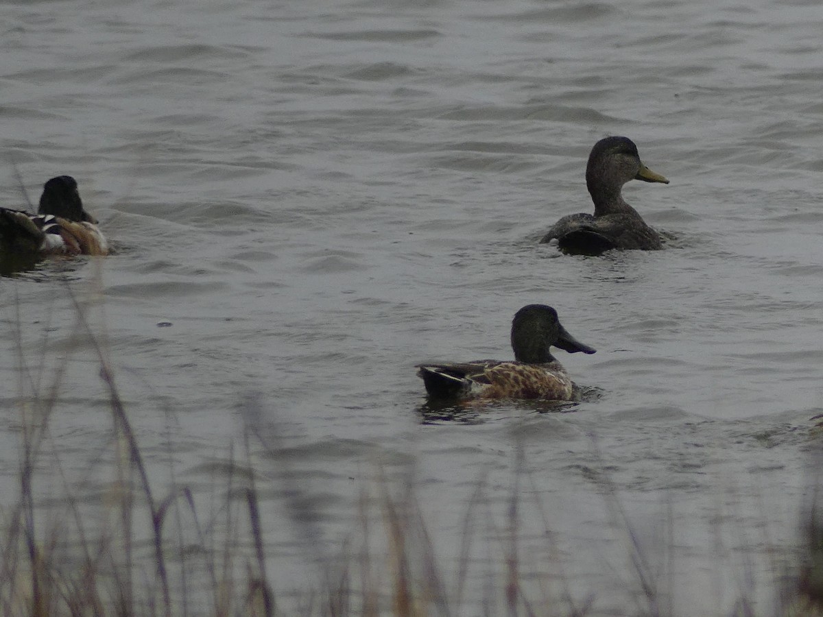 Ahate iluna - ML646940049