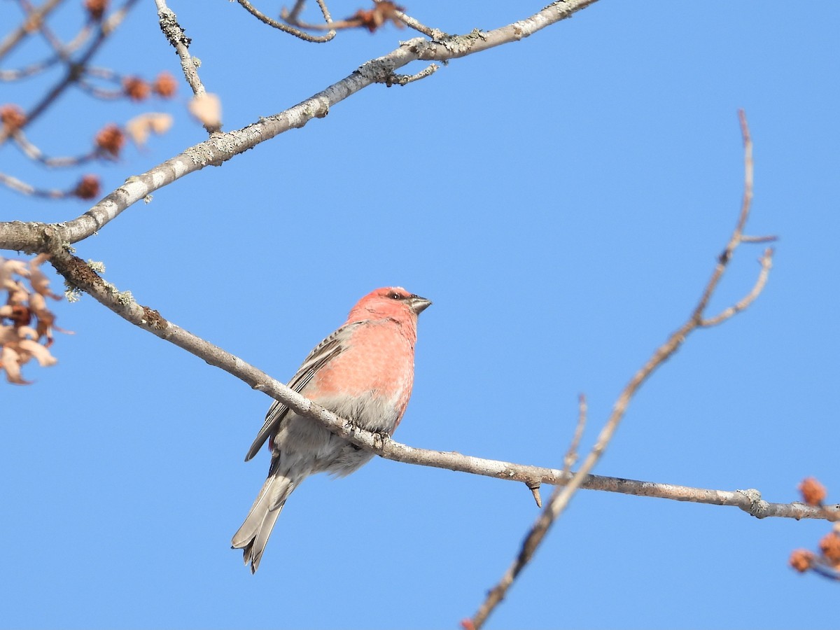 Pinu-gailupa - ML646940050