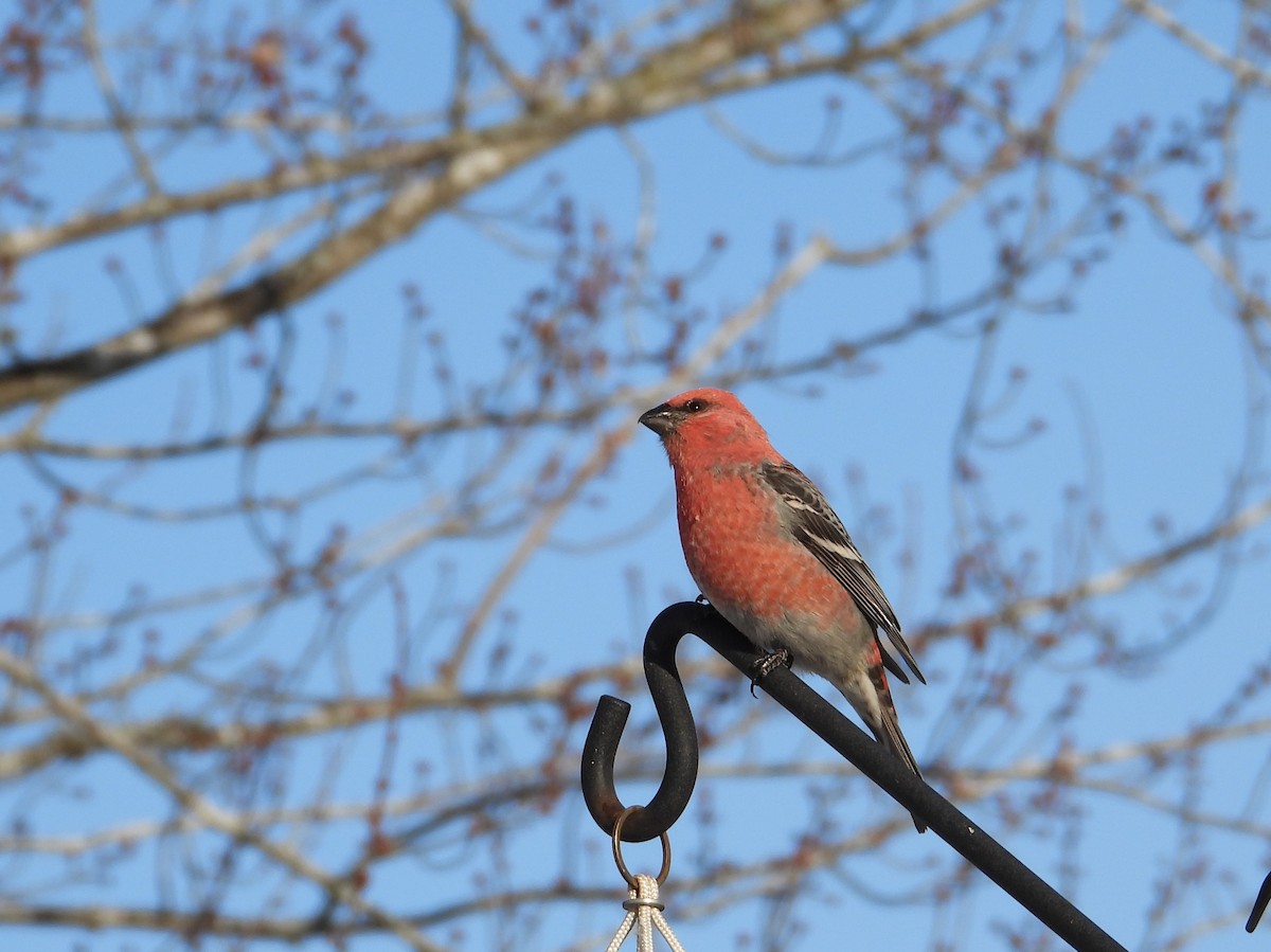 ギンザンマシコ - ML646940051