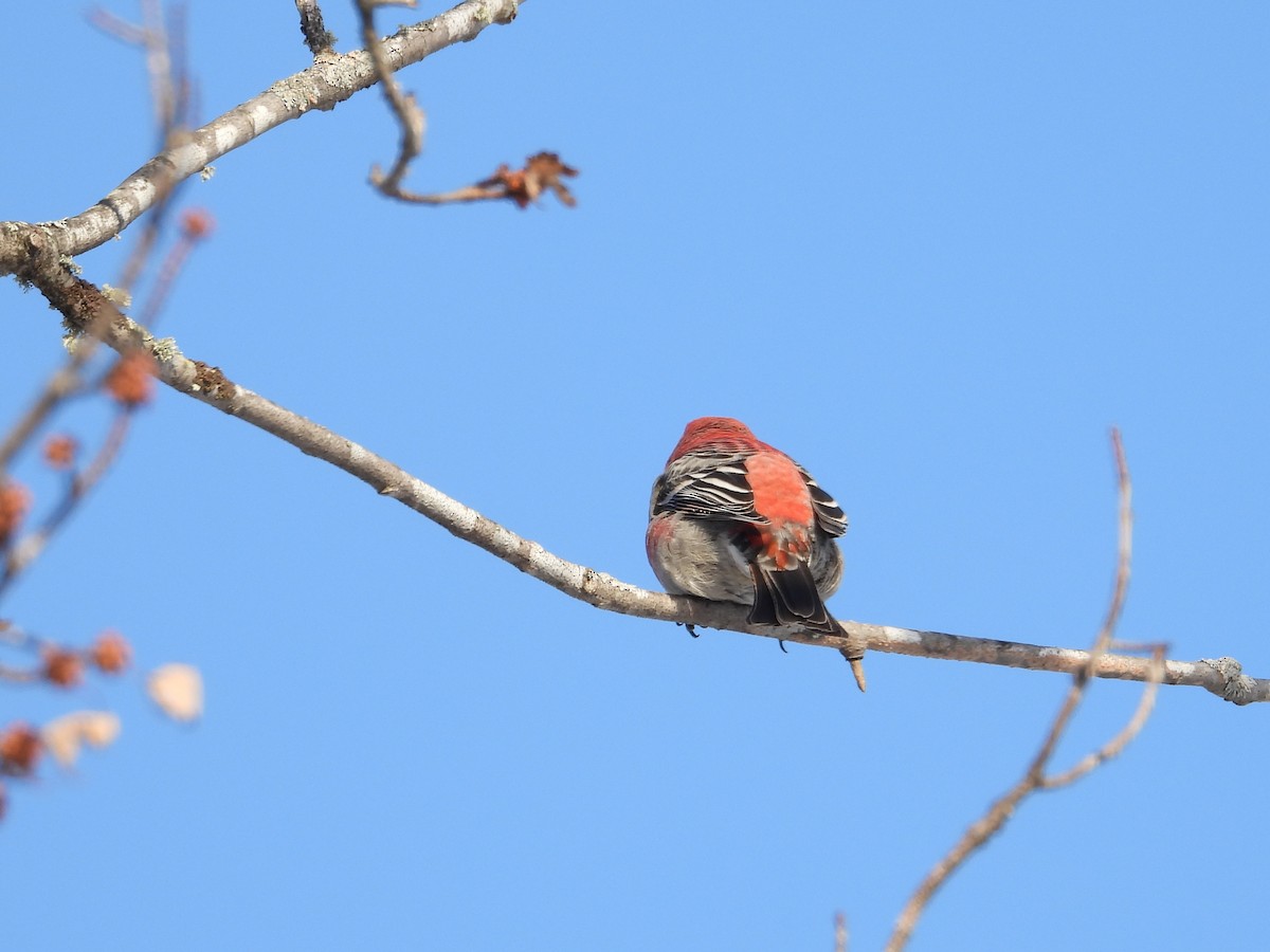 ギンザンマシコ - ML646940052