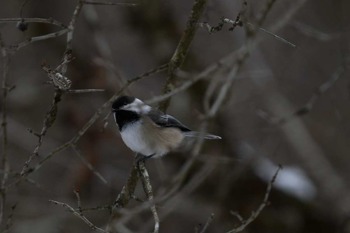 アメリカコガラ - ML646940054