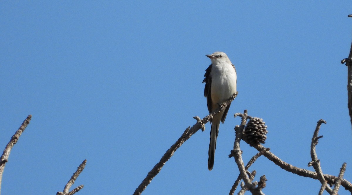 Scissor-tailed Flycatcher - ML646940055