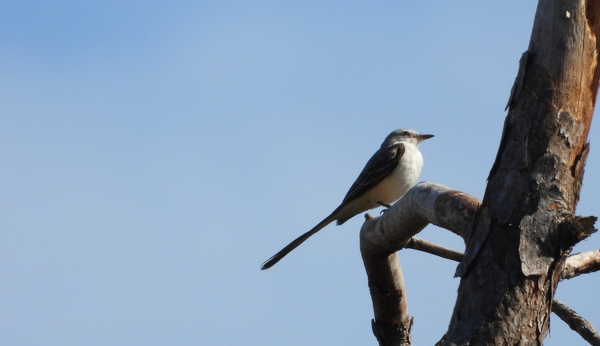 Scissor-tailed Flycatcher - ML646940056