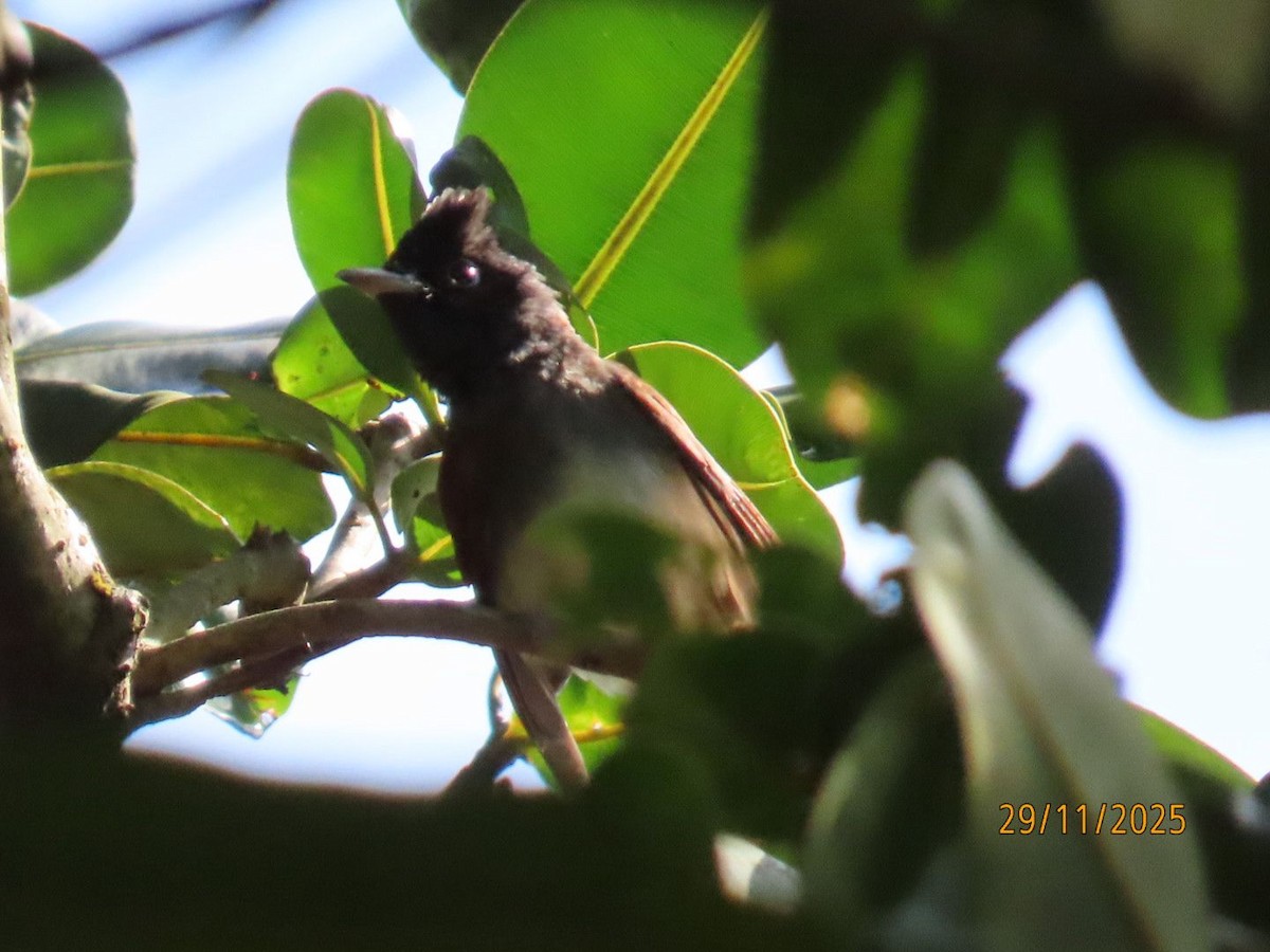 Black Paradise-Flycatcher - ML646940065