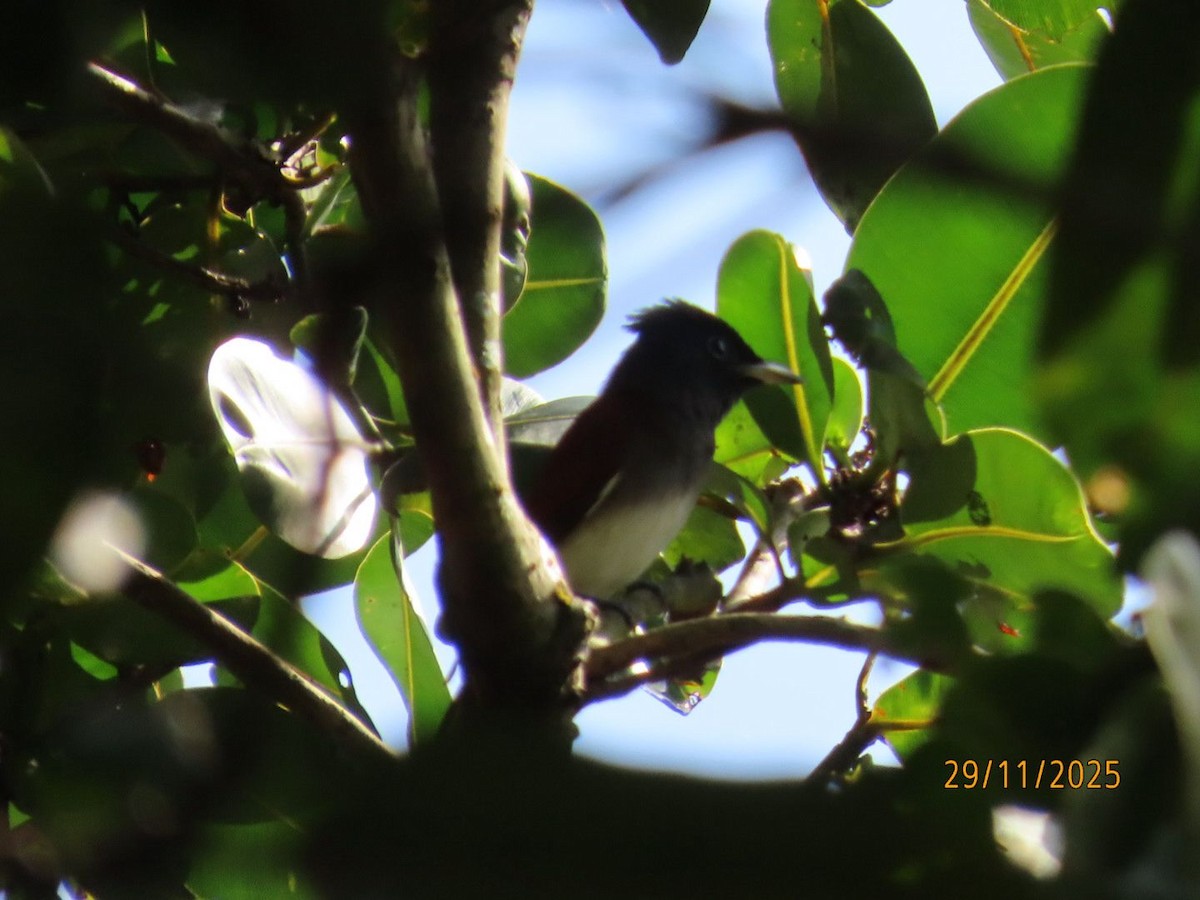 Black Paradise-Flycatcher - ML646940066