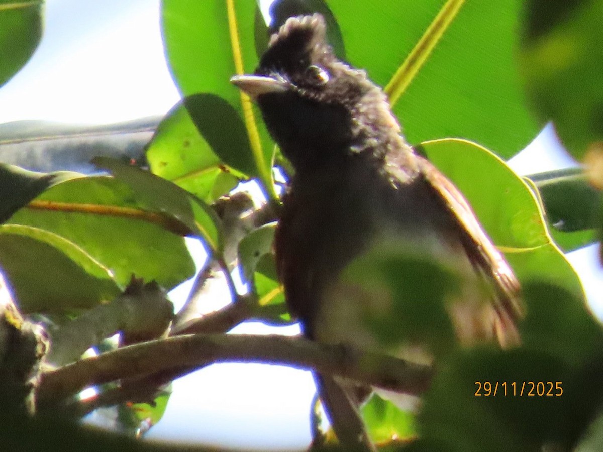 Black Paradise-Flycatcher - ML646940067
