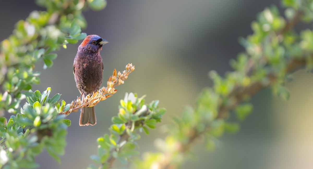 Varied Bunting - ML646940073