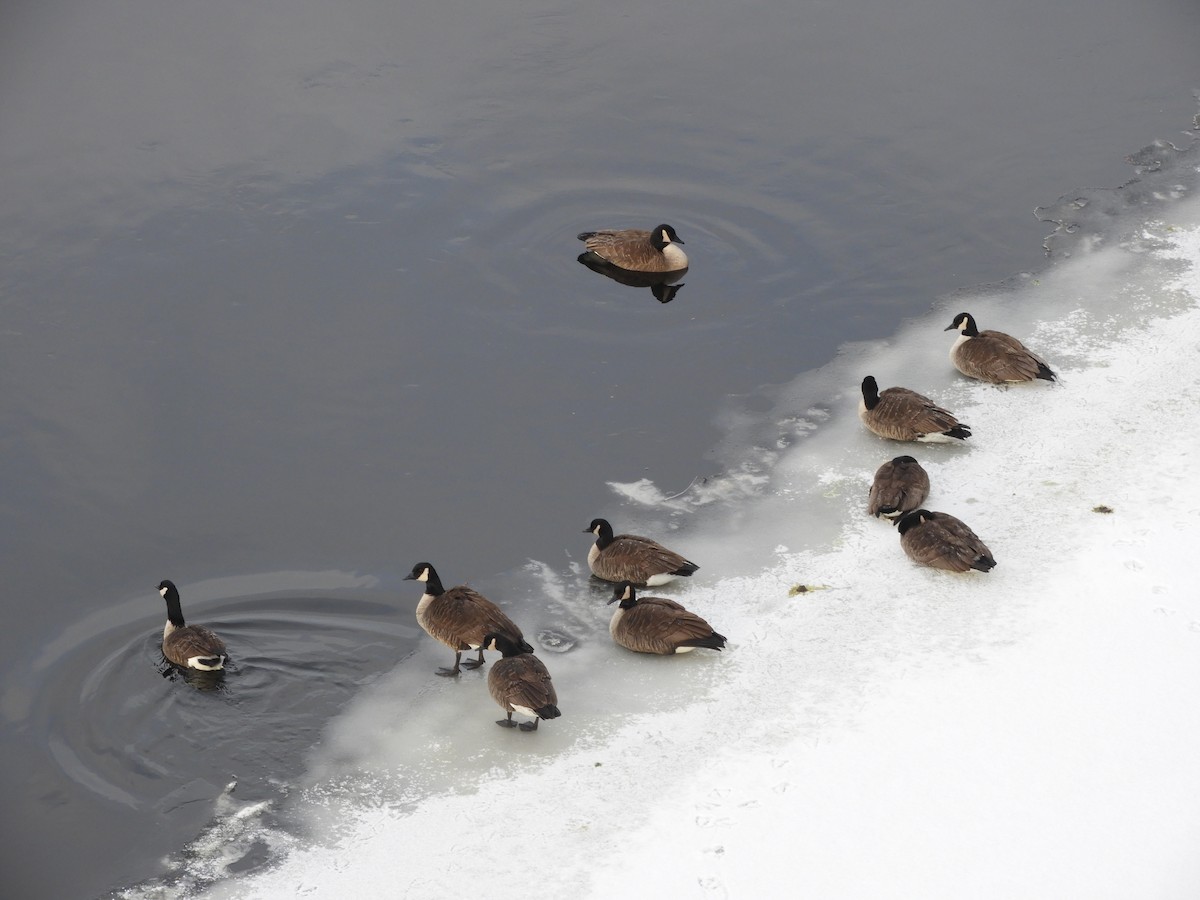 Canada Goose - ML646940076