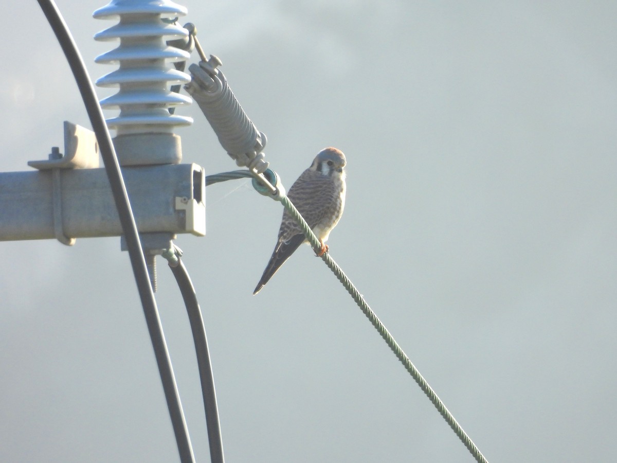 American Kestrel - ML646940077