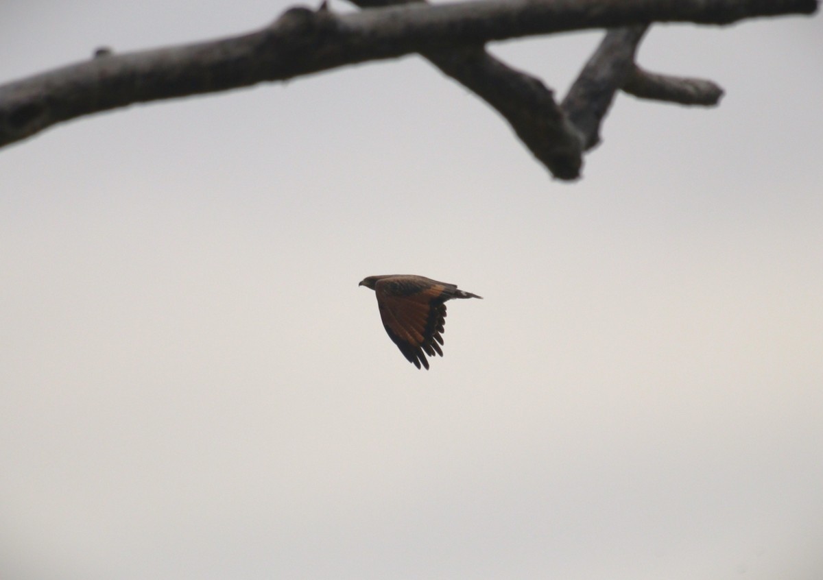 Savanna Hawk - ML646940079