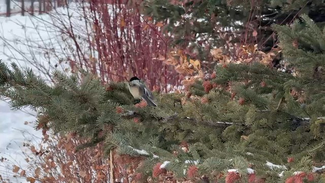 Черношапочная гаичка - ML646940097