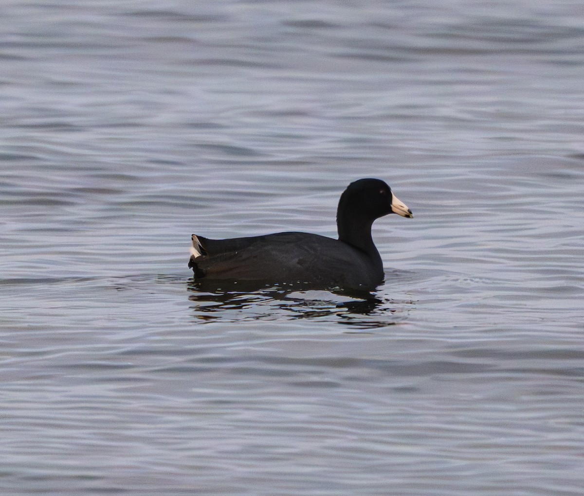 Indianerblässhuhn - ML646940098