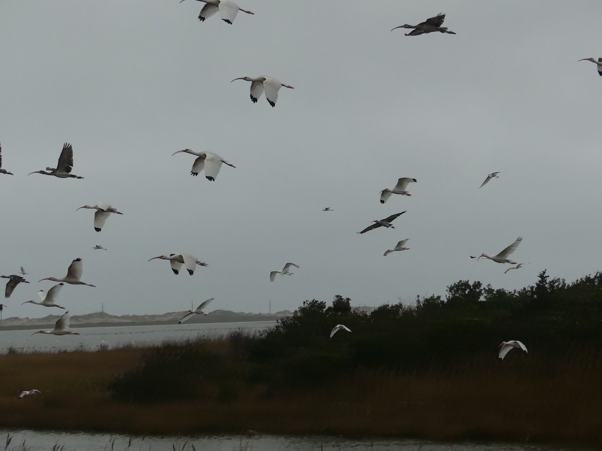 White Ibis - ML646940099