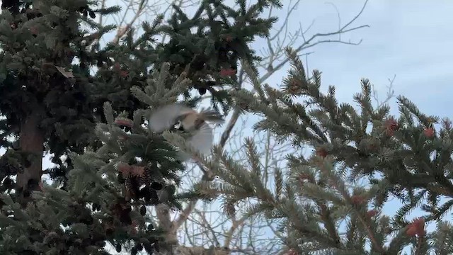 Черношапочная гаичка - ML646940100