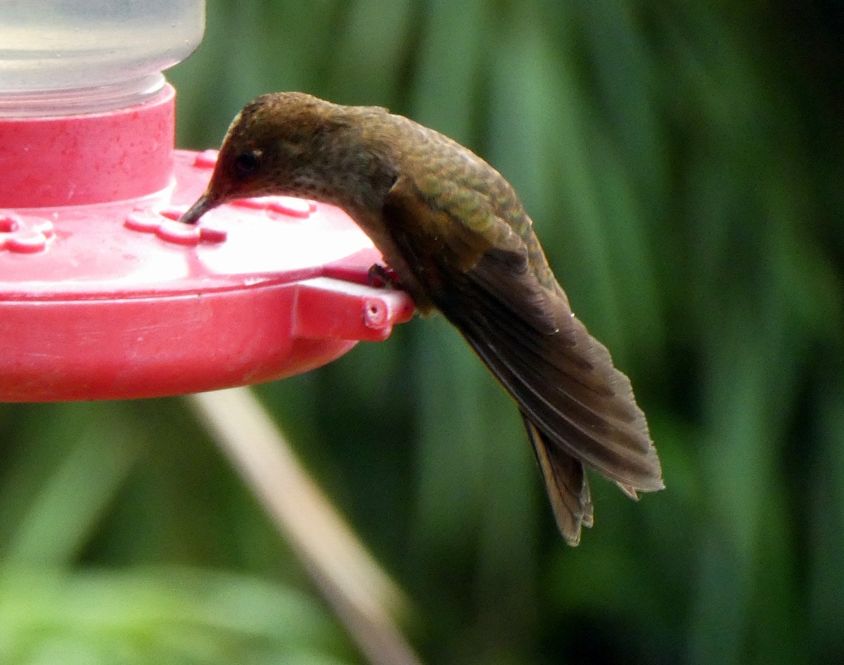 Bronzy Inca - ML646940102