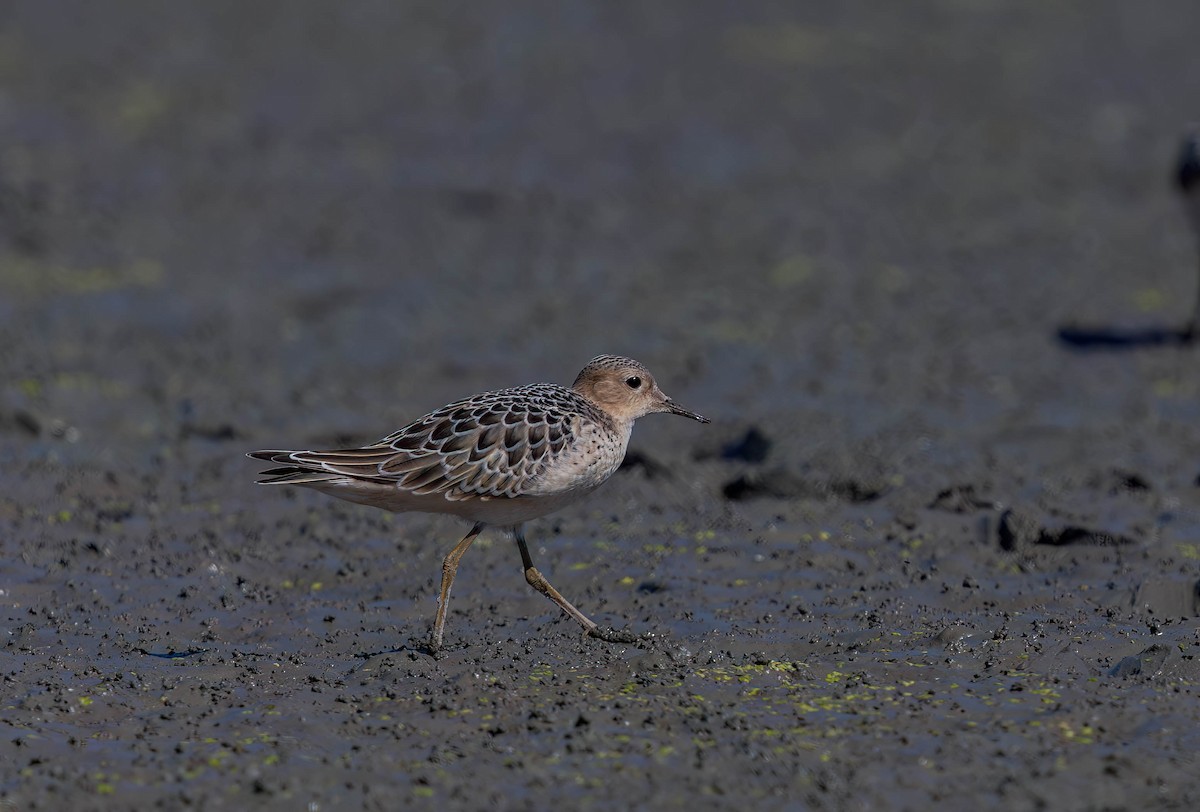 コモンシギ - ML646940104