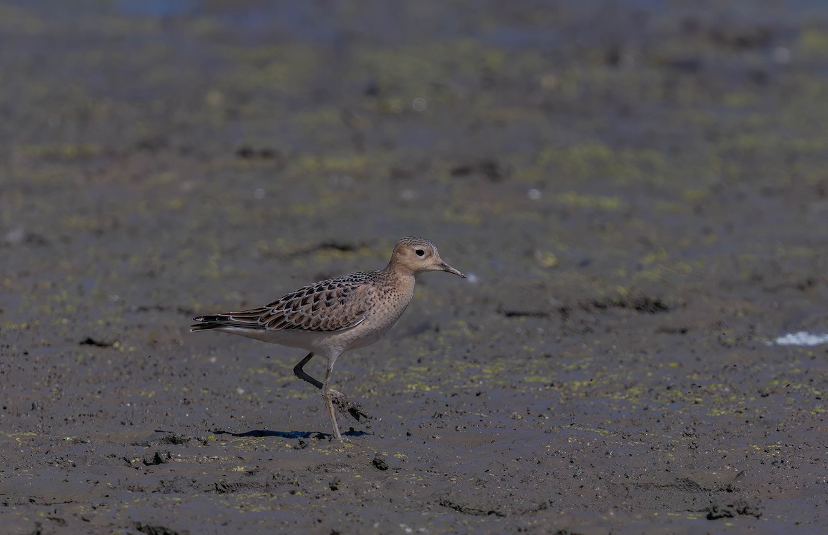 コモンシギ - ML646940105