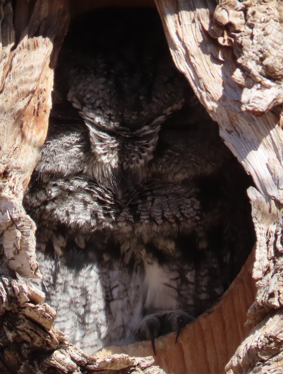 Сплюшка західна - ML646940106