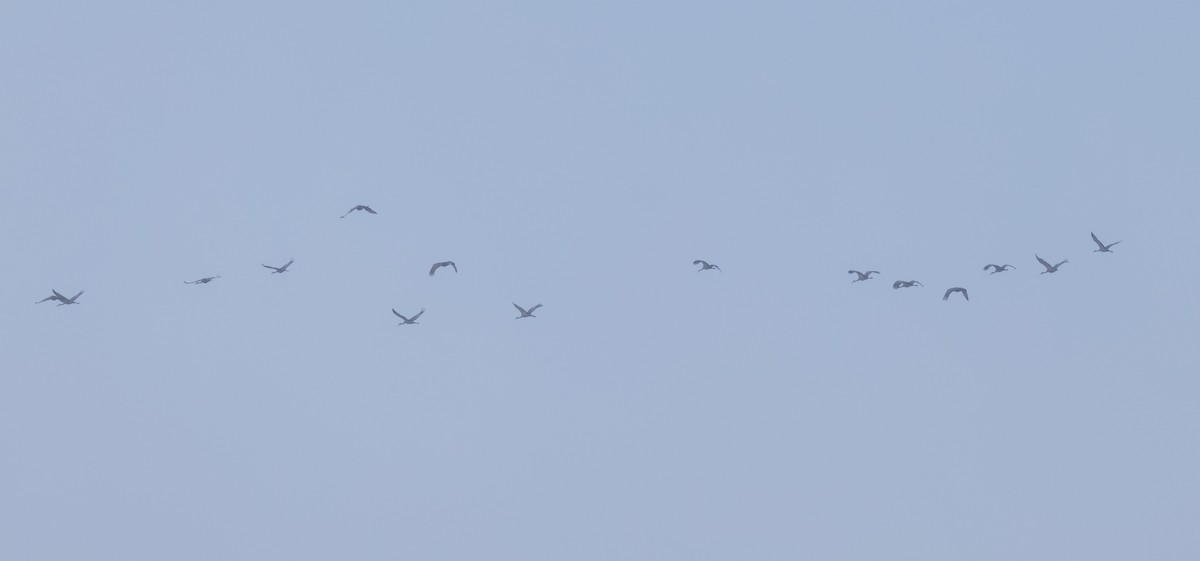 Kanadakranich - ML646940107