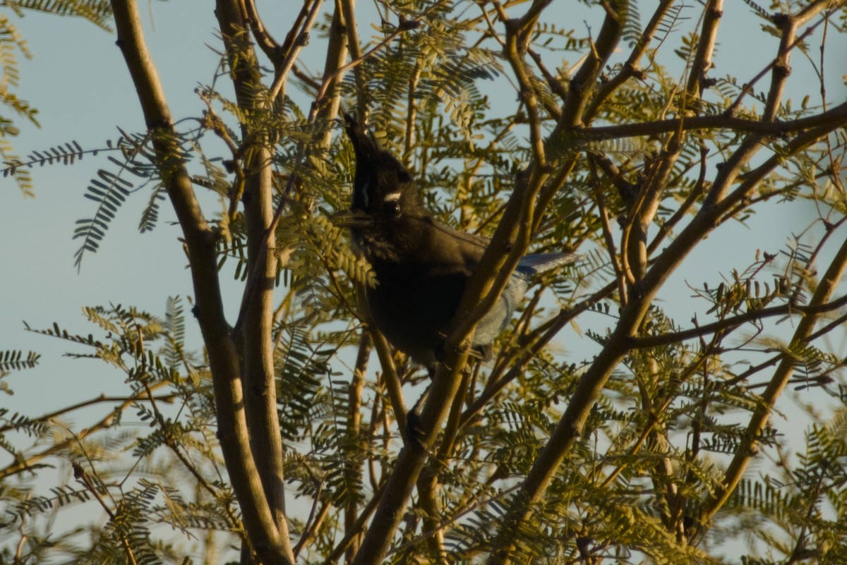 Steller's Jay (Southwest Interior) - ML646940108