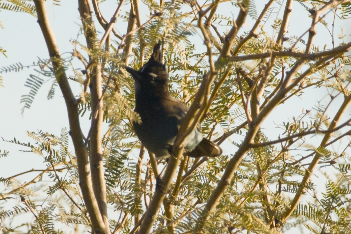 Steller's Jay (Southwest Interior) - ML646940109