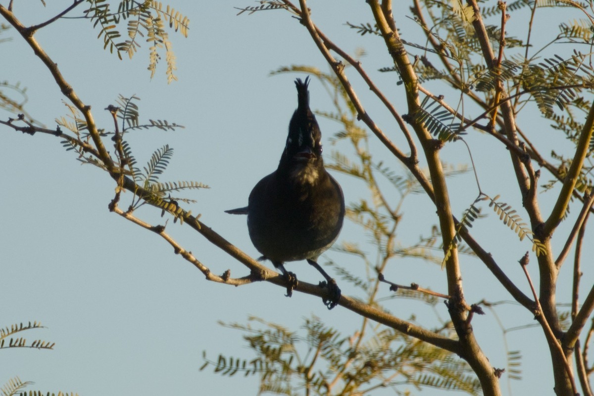 Steller's Jay (Southwest Interior) - ML646940110
