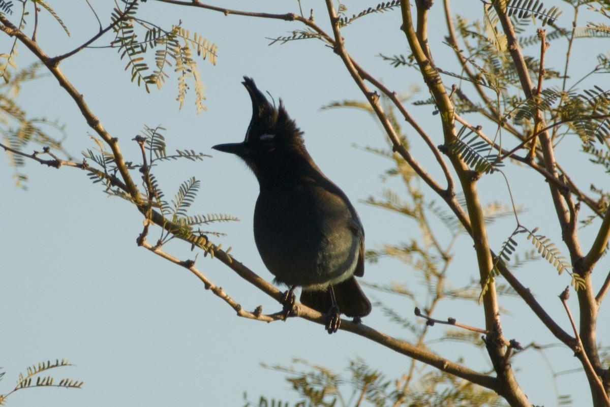 Steller's Jay (Southwest Interior) - ML646940111