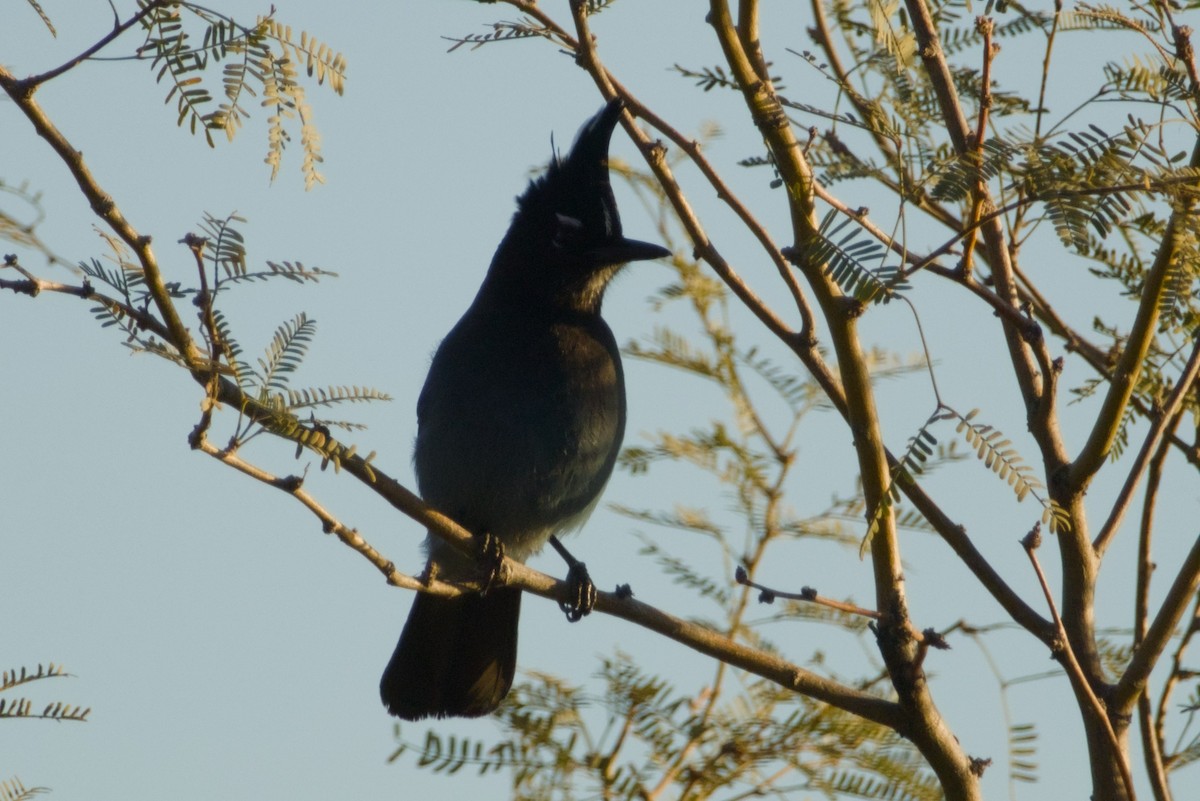 Steller's Jay (Southwest Interior) - ML646940112