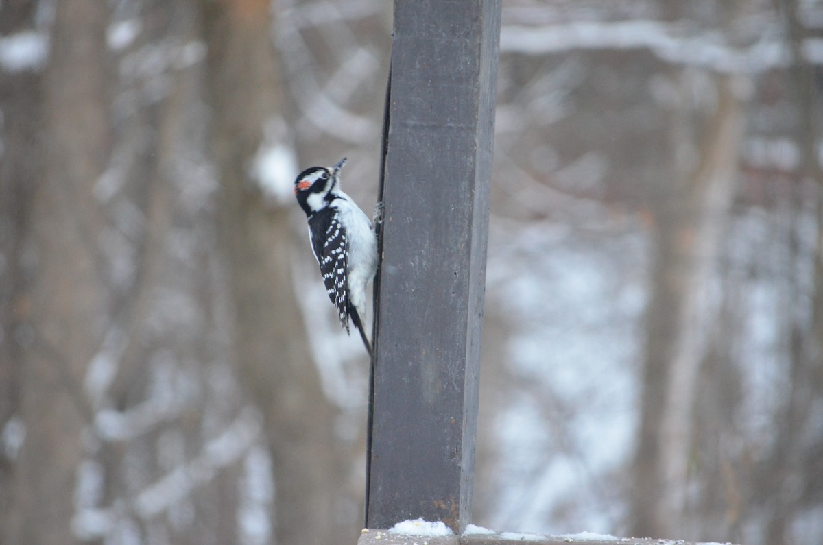 Hairy Woodpecker - ML646940113