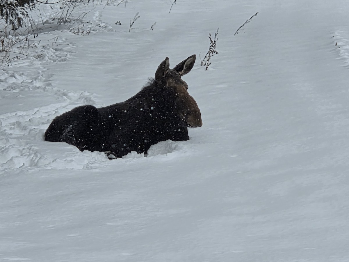 Animals - ML646940115