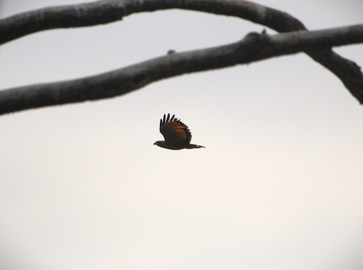 Savanna Hawk - ML646940118