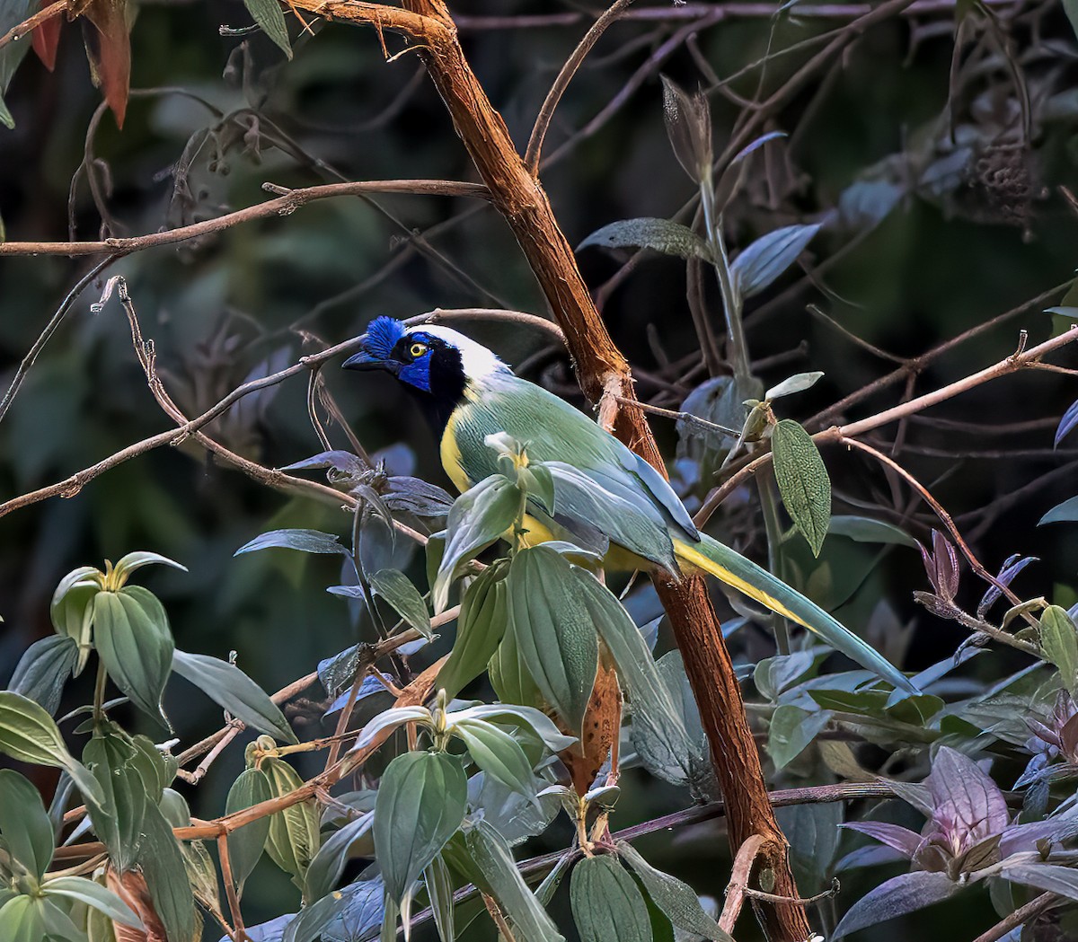 Green Jay - ML646940119