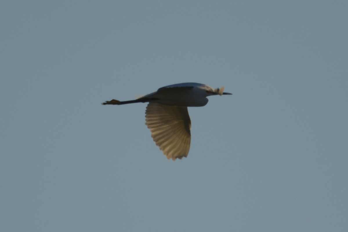 Snowy Egret - ML646940121
