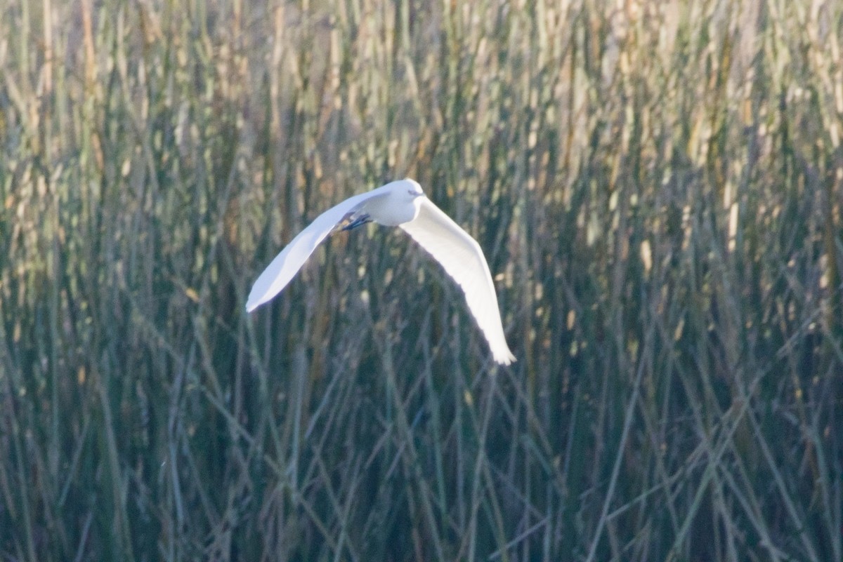 Snowy Egret - ML646940123