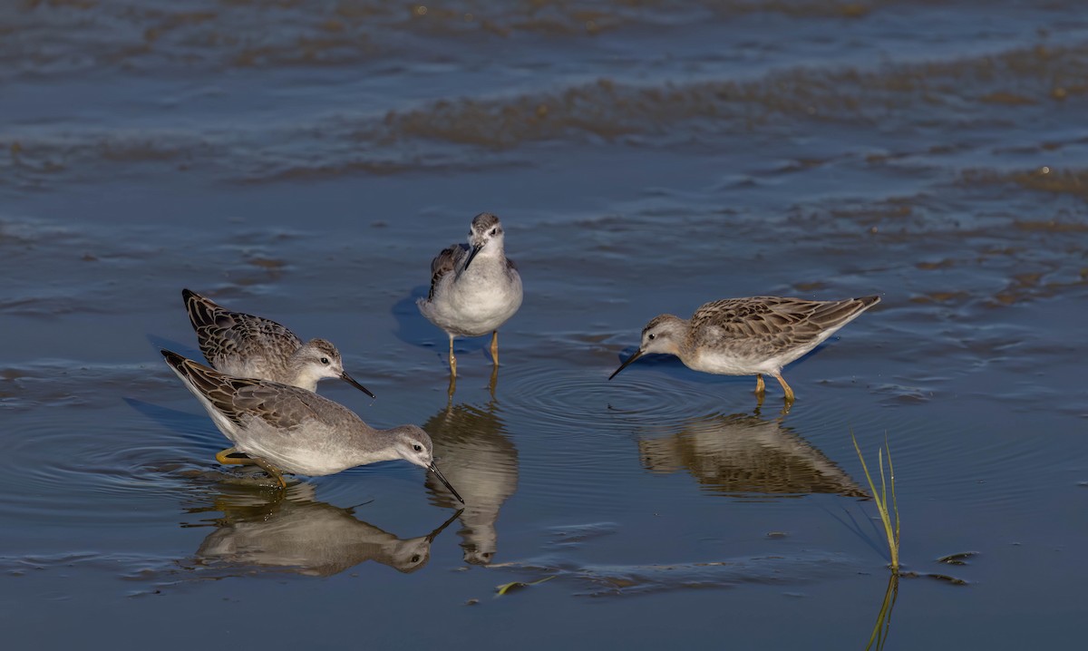 アメリカヒレアシシギ - ML646940124