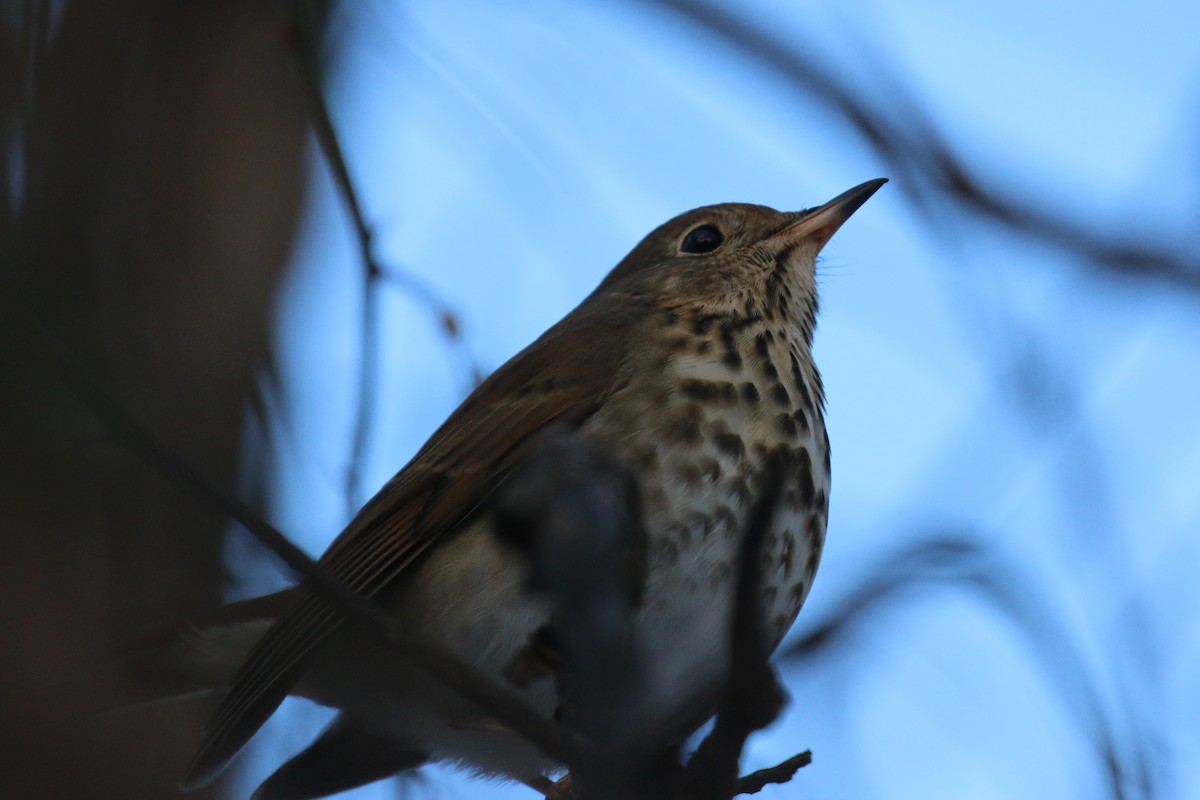 Дрізд-короткодзьоб плямистоволий - ML646940125