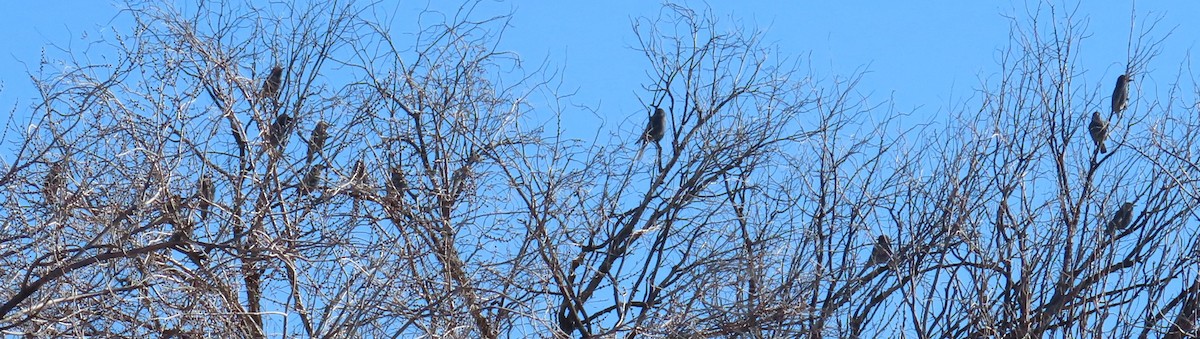 Сойка блакитна - ML646940126