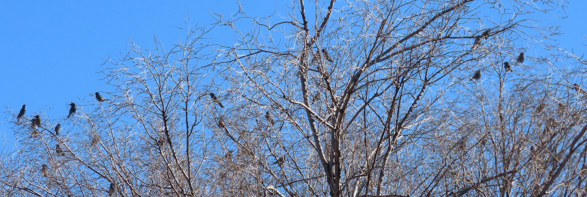 Сойка блакитна - ML646940127