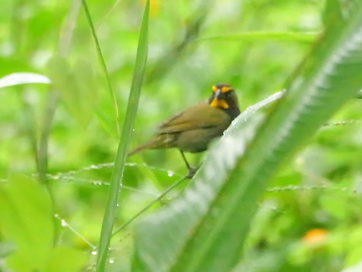 Yellow-faced Grassquit - ML646940129