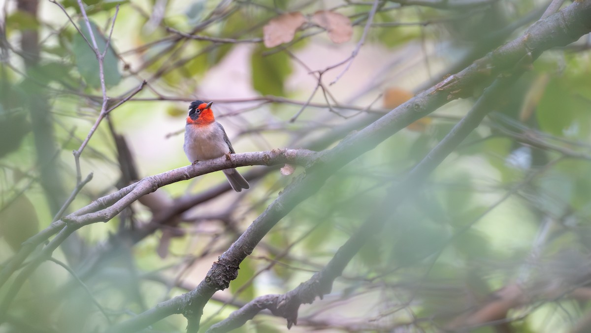 Reinita Carirroja - ML646940131