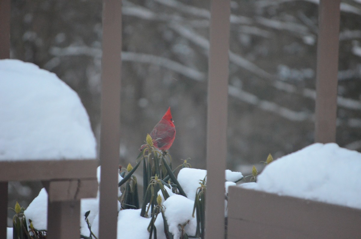 Northern Cardinal - ML646940133