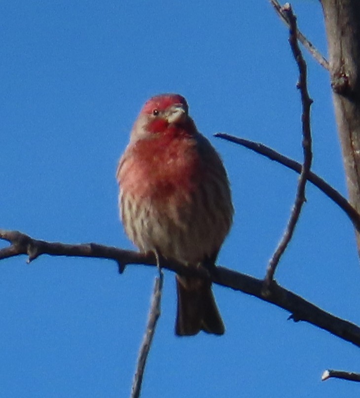 Чечевиця садова - ML646940134