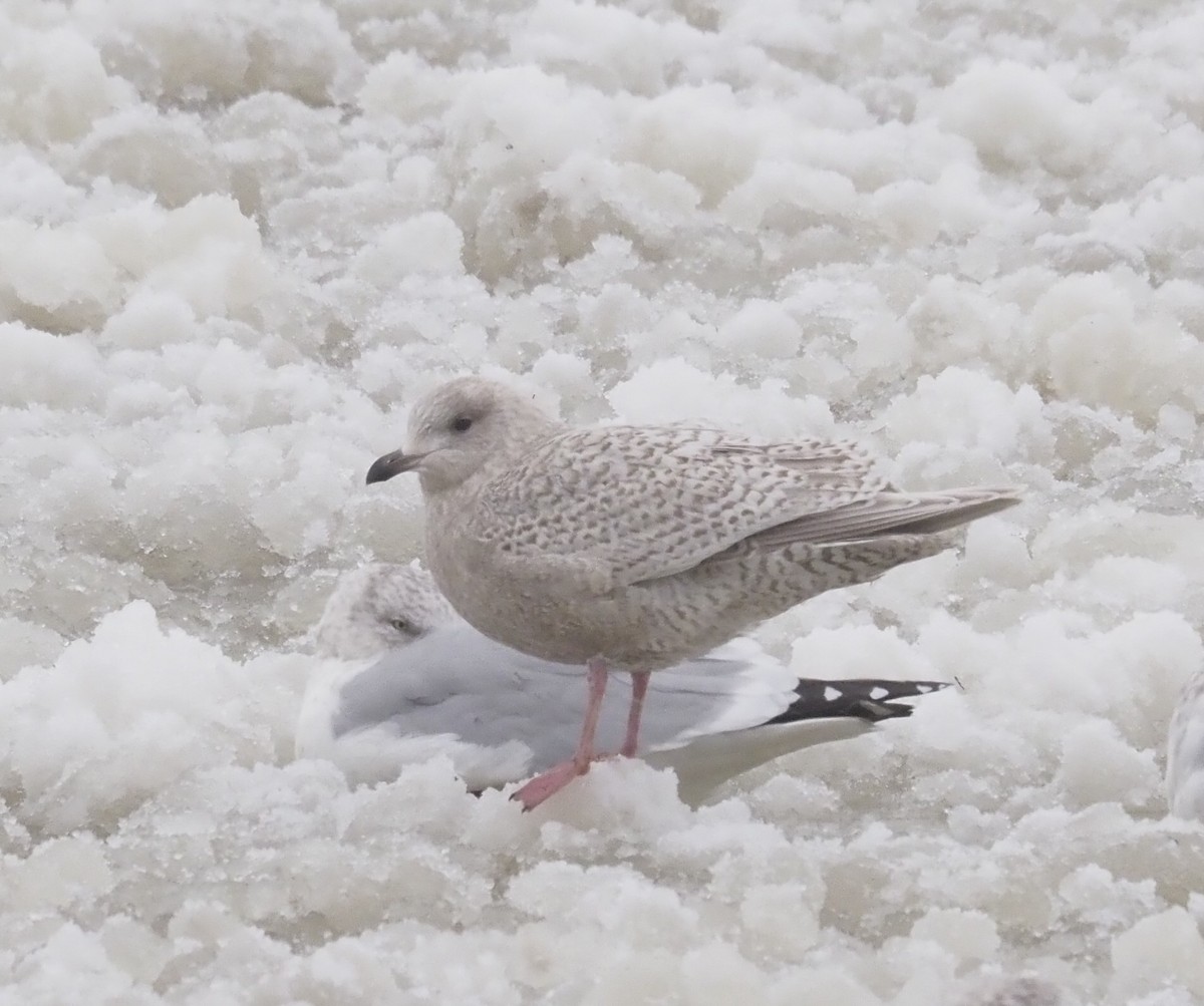 Polarmöwe (Kumlienmöwe) - ML646940135