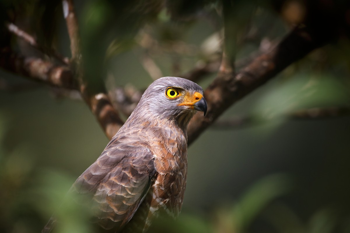 Roadside Hawk - ML646940139