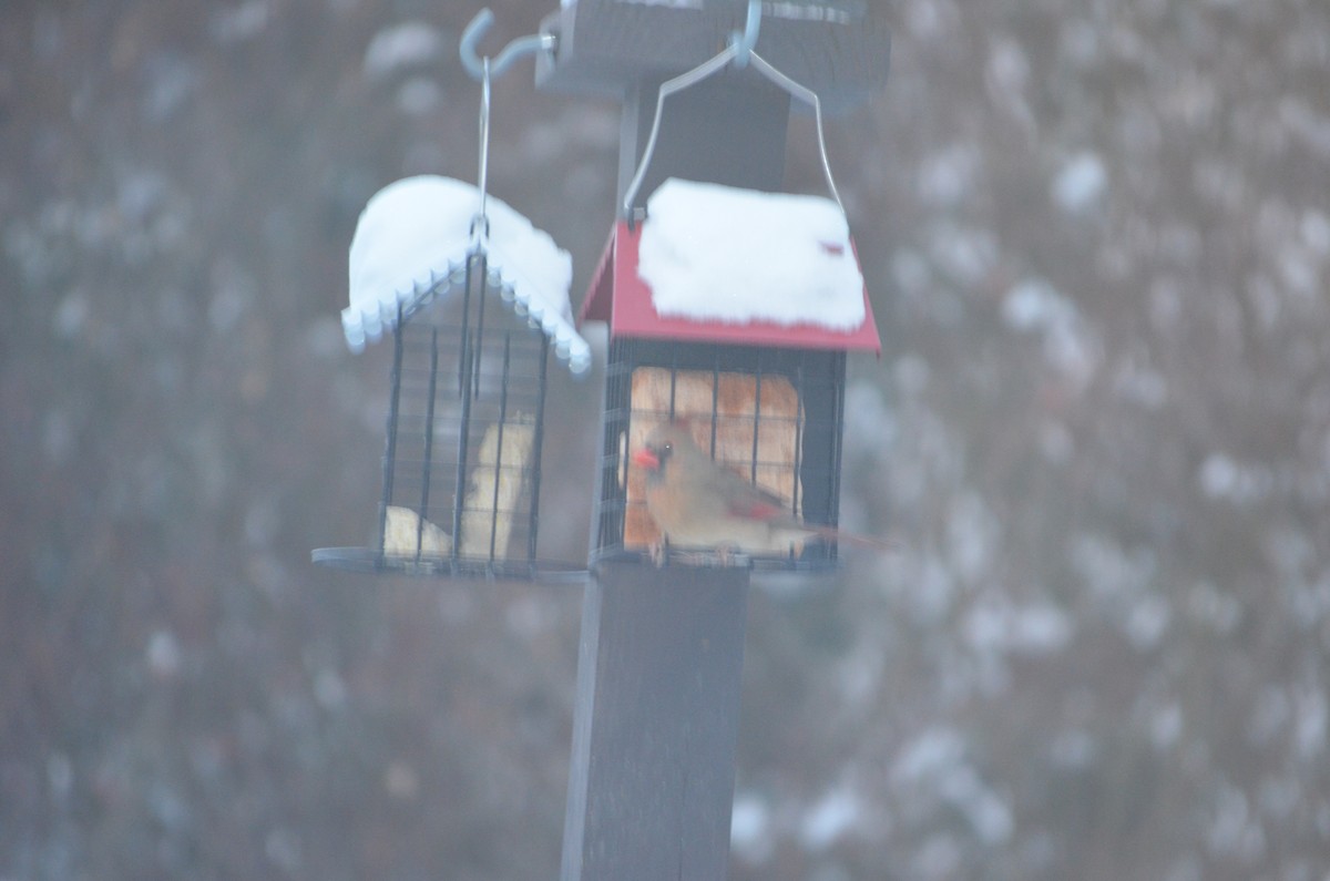 Northern Cardinal - ML646940141